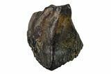 Ceratopsian Dinosaur Tooth - Judith River Formation #133472-1